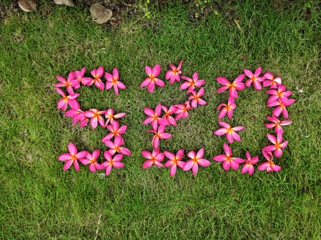 pink frangipani flower in the tree