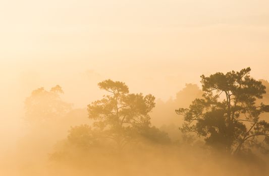 Pinus mugo - It is also known as creeping pine, dwarf mountain pine