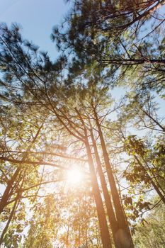 Pinus mugo - It is also known as creeping pine, dwarf mountain pine, mugo pine