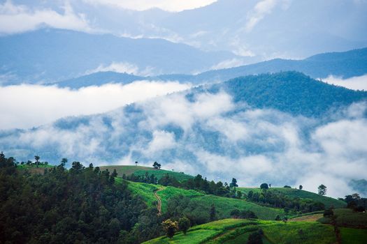 Terraced rice field in rainy season 