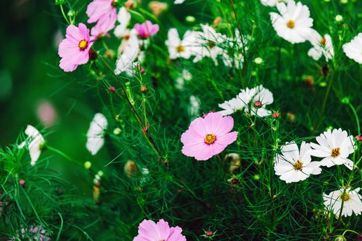 colorful flowers Field of cosmos