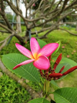 pink frangipani flower in the tree