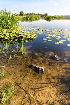 Nice end of summer day close to the Dnieper river with Nuphar lutea water lilies and Typha latifolia reeds in the transparent water. Trees in the background