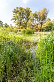 Nice end of summer day close to the Dnieper river with Nuphar lutea water lilies and Typha latifolia reeds in the water. Trees in the background