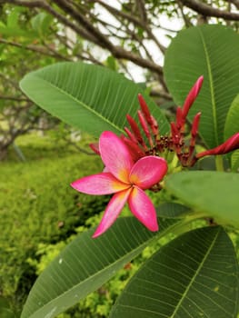 pink frangipani flower in the tree