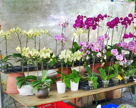 Butterfly orchids in various colors are for sale at the flower market