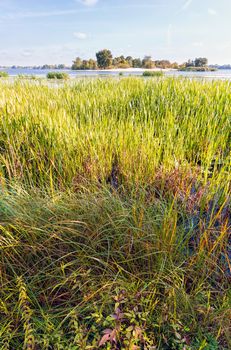 Nice end of summer day close to the Dnieper river with Typha latifolia reeds in the water