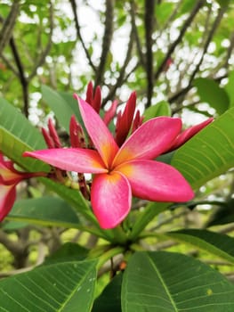 pink frangipani flower in the tree