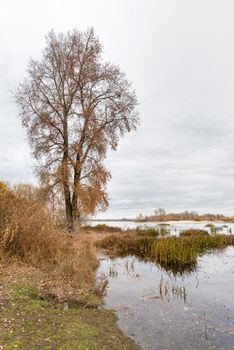 Gray end of autumn close to the Dnieper river with Typha latifolia reeds in the water. Trees and cloudy sky in the background