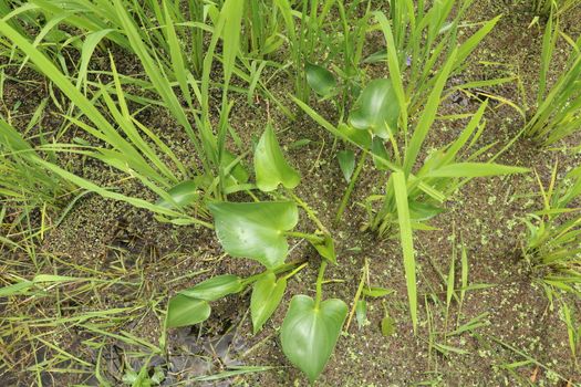 Monochoria vaginalis, Pontederiaceae flower. Monochoria hastata flower and inflorescence, commonly known as Arrow Leaf Pondweed, arrow-leaf monochoria, hastate-leaf pondweed.