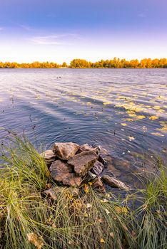 Rocks and schoenoplectus reeds near the Dnieper River in Kiev in autumn. Nuphar lutea (water lilies) leaves are floating on the purple water. Poplars and willow appear in the background