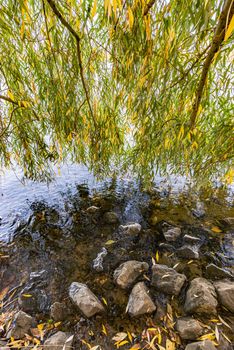Curtain of weeping willow branches and leaves close to the Dnieper river in autumn are moved by the wind. Rocks and fallen yellow leaves in the water