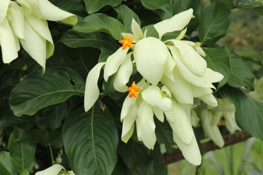 Macro of beautiful yellow Mussaenda flower. White species Mussaenda flower with orange flowers. Mussaenda Don Luz Mag Say Say, Don Tringing, Mussaenda philippinica, Don Queen Sirikit.