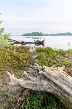 A quiet view of the Dniper river soon at dawn with dead tree trunks