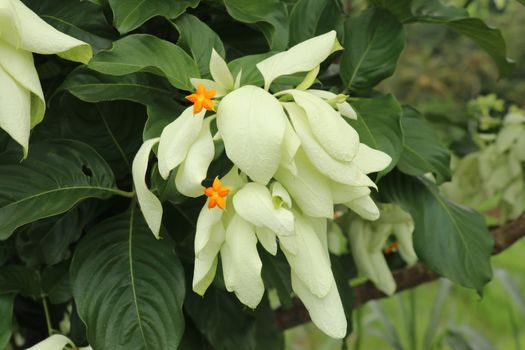 Macro of beautiful yellow Mussaenda flower. White species Mussaenda flower with orange flowers. Mussaenda Don Luz Mag Say Say, Don Tringing, Mussaenda philippinica, Don Queen Sirikit.