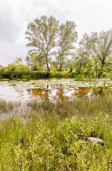 Nice summer day close to the Dnieper river with Nuphar lutea water lilies and Typha latifolia reeds in the water