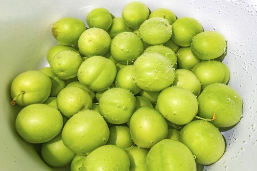 washed green plums in water