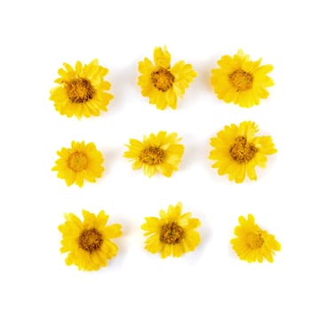 Yellow Chrysanthemum flowers isolated on white background.