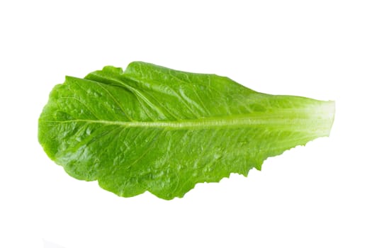 Cos Lettuce Isolated on a White Background.