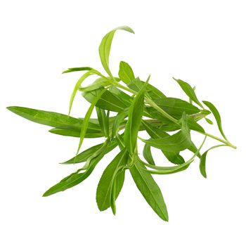 Fresh tarragon herbs, Tarragon herbs close up isolated on white background.