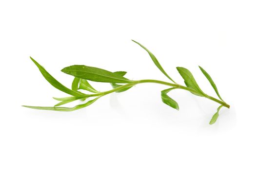 Fresh tarragon herbs, Tarragon herbs close up isolated on white background.