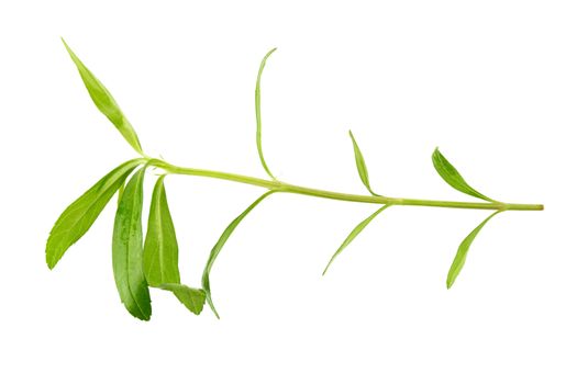 Fresh tarragon herbs, Tarragon herbs close up isolated on white background.