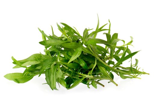 Fresh tarragon herbs, Tarragon herbs close up isolated on white background.