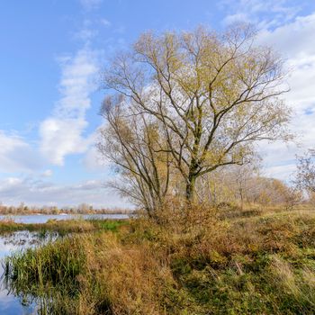 Willow tree  close to the Dnieper river and cloudy sky reflecting in the water