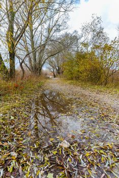 Dramatic view of a puddle with a stone after the autumn rain. Fallen willow leaves cover the ground.