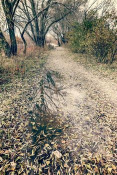 Dramatic view of a puddle with a stone after the autumn rain. Fallen willow leaves cover the ground.