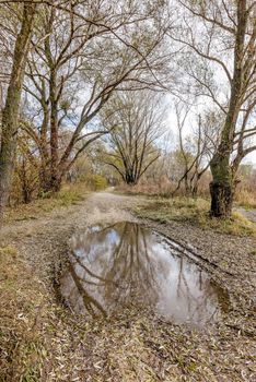 Dramatic view of a puddle after the autumn rain. Fallen willow leaves cover the ground.