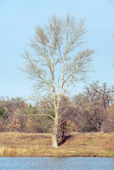 View of a white poplar tree close to  the Dnieper river in autumn