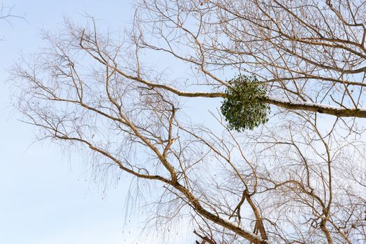 Viscum album or mistletoe is a hemiparasite on several species of trees, it has a significant role in European mythology, legends, and customs