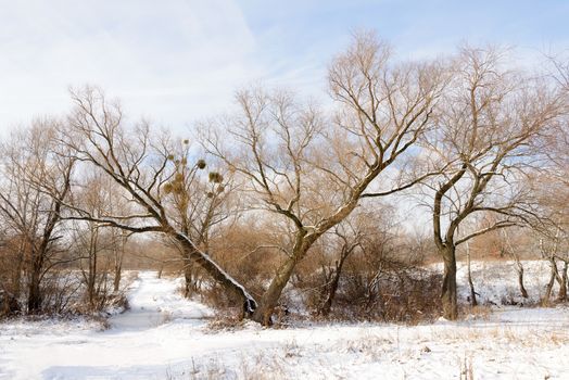 A broken Willow tree, with a "V" shape, in the snow during winter. Some mistletoe grows in the branches