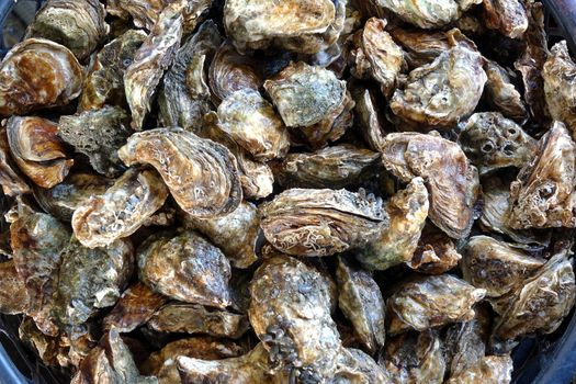 Fresh oysters for sale at the fish market