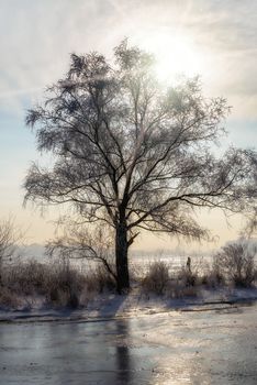 Landscape with a tree,  frozen water, ice and snow on the Dnieper river in Kiev, Ukraine, during winter