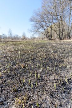 Wasteland after fire consequences: dry ground, tree roots and bushes are burnt and devastated. Young plants are growing up in spring