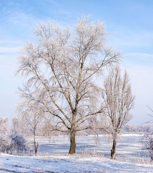 Trees covered by frost, ice and snow close to the Dnieper River in Kiev, Ukraine, during winter