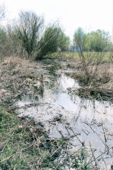 Wetland, creek and woods at the beginning of the spring. Green grass and hay close to the water