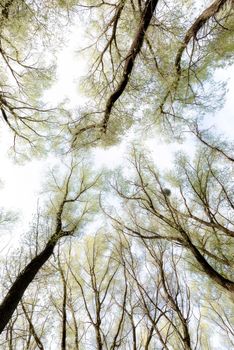 Looking up at the sky through a green willows and poplars trees forest during spring