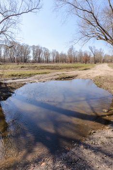 Dramatic view of a puddle after the spring rain. Poplar, willow and oak trees appear in the background.