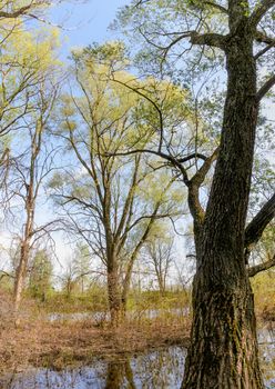 Nice and quiet spring day close to the Dnieper river. Young green leaves are growing on the trees under a tepid sun