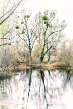 Viscum album or mistletoe is a hemiparasite on several species of trees, it has a significant role in European mythology, legends, and customs