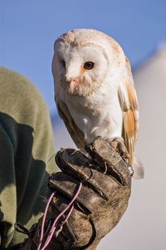 A captive Barn Owl, latin name Tyto Alba, held on a leather gauntlet by a falconer.