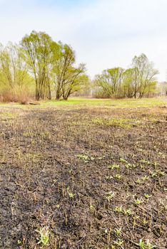 Land after fire consequences: dry ground, tree roots and bushes are burnt and devastated. Young grass is growing.