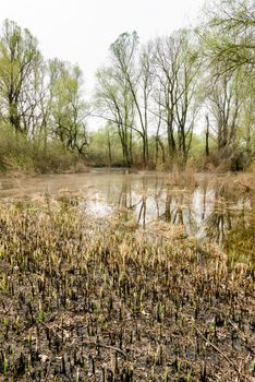 Wetland, lake and woods at the beginning of the spring. Young typha latifolia reeds are growing