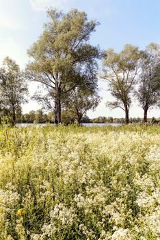 Galium boreale flowers, also known as northern bedstraw, in a meadow under the warm spring sun