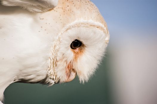 Close up image of head of a barn owl, latin name Tyto Alba, looking down.