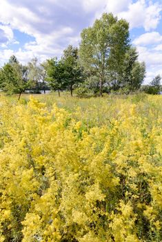 Galium verum, also known as lady's bedstraw or yellow bedstraw, in the meadow close to the Dnieper river, during summer, in Kiev, Ukraine