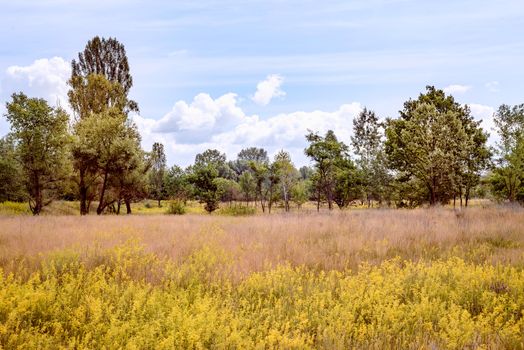 Yellow Galium verum flowers, also known as lady's bedstraw or yellow bedstraw, in the Meadow at the edge of the forest, at the end of spring in Kiev, Ukraine